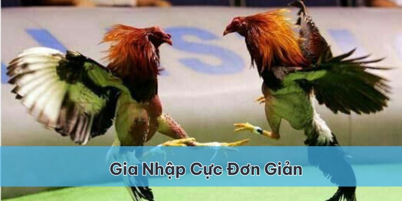 Gia nhập làng chơi đá gà cựa dao Jun88 cực đơn giản