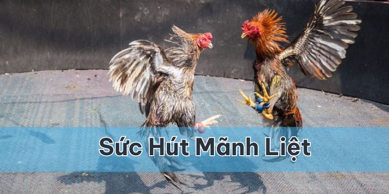 Chọi gà có vô vàn hình thức chơi nhưng cựa dao luôn có sức hút mãnh liệt